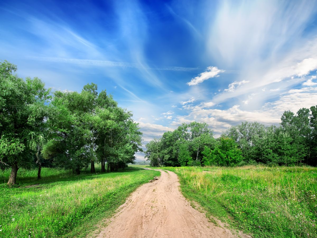 Dirt road winding between green trees and tall grass under a bright blue sky