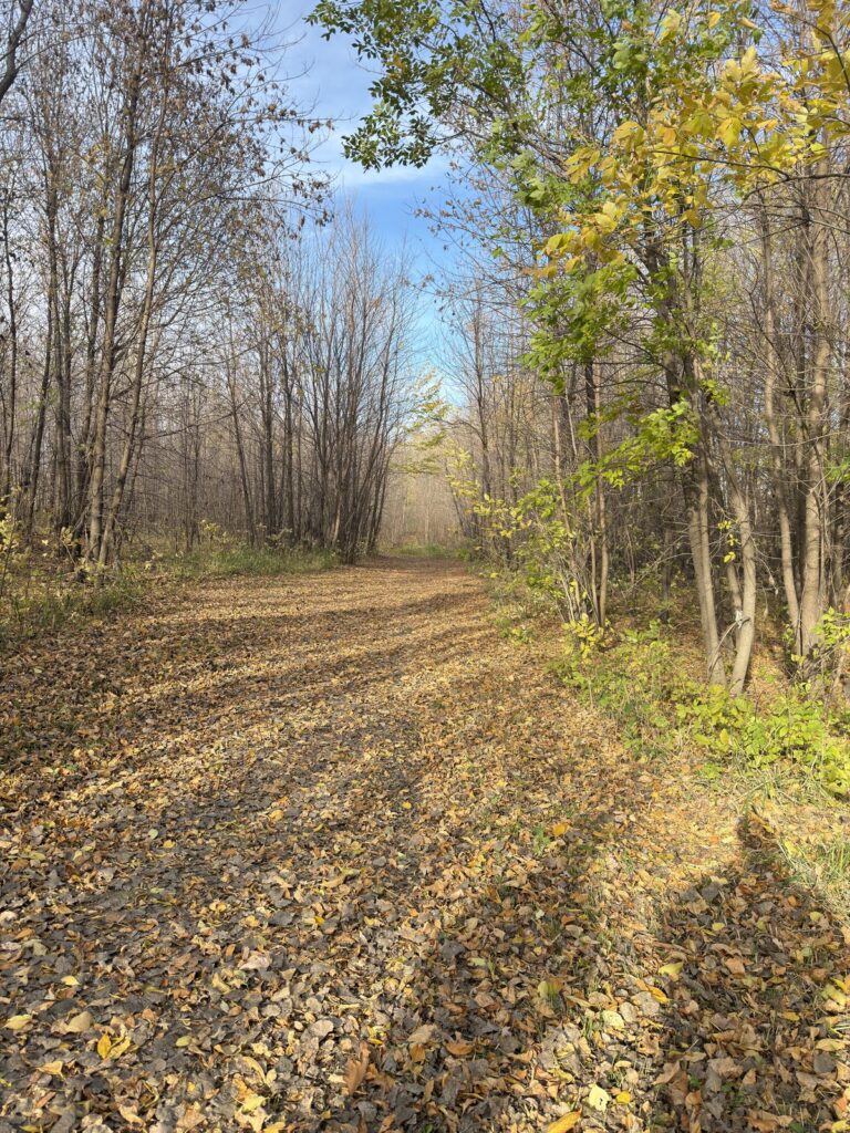 Leaf covered snowmobile trail through the trees along the Red River on the Grand Forks Greenway in October.